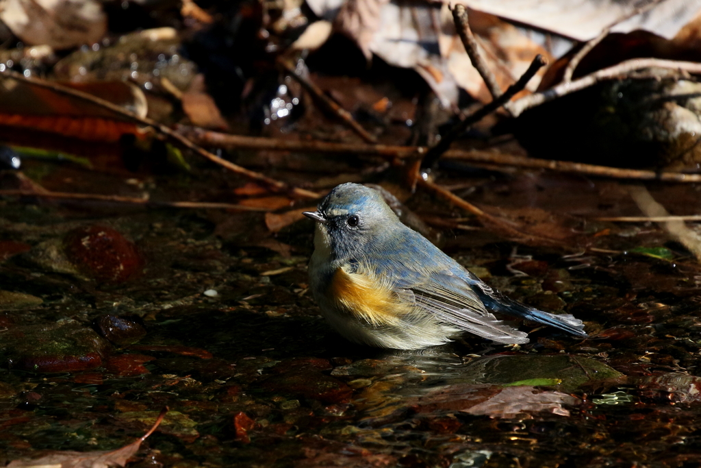 入浴中ルリ男君