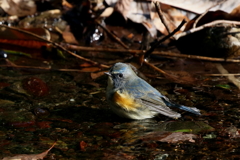 入浴中ルリ男君