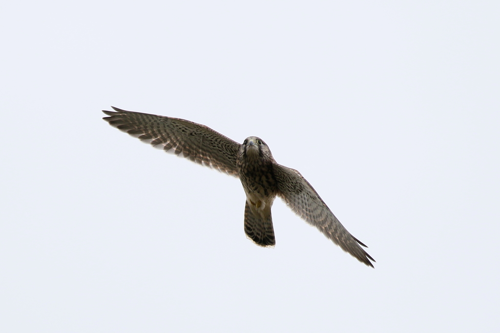 チョウゲンチビ４