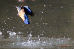カワセミさん２
