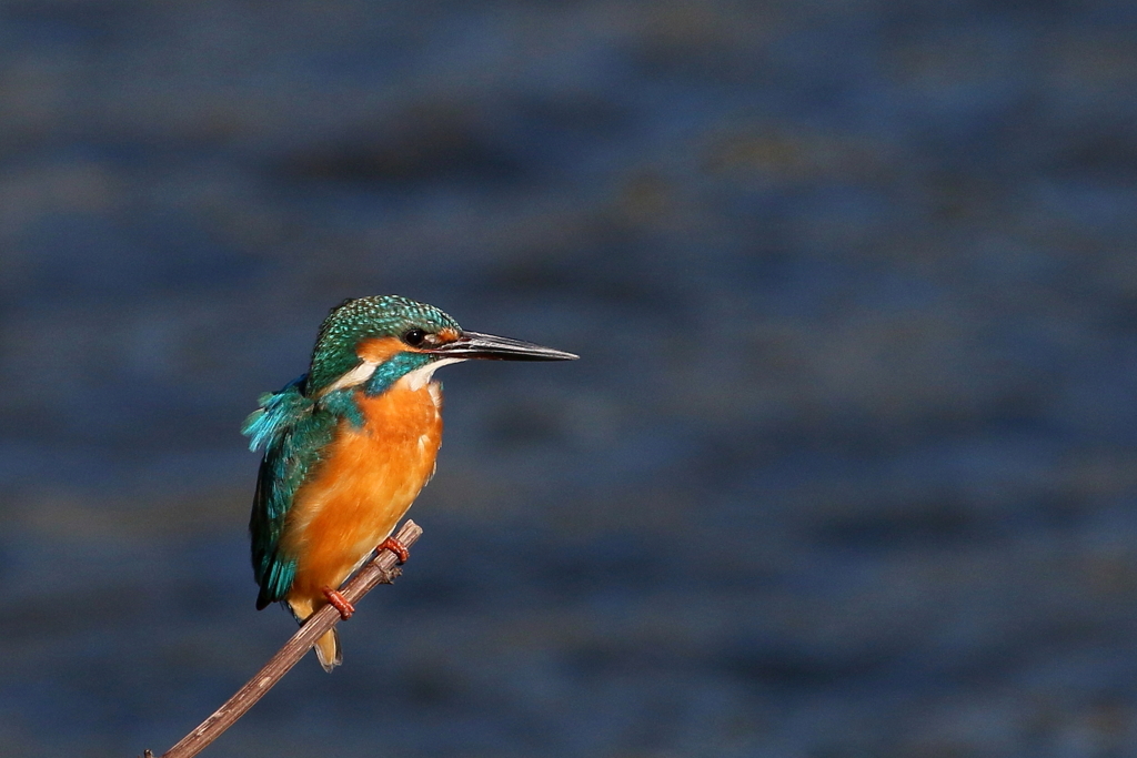 夕焼けカワちゃん