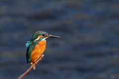夕焼けカワちゃん