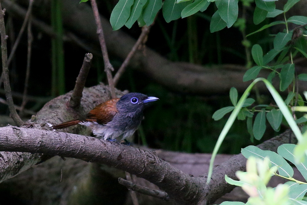 サンコウチョウさん４
