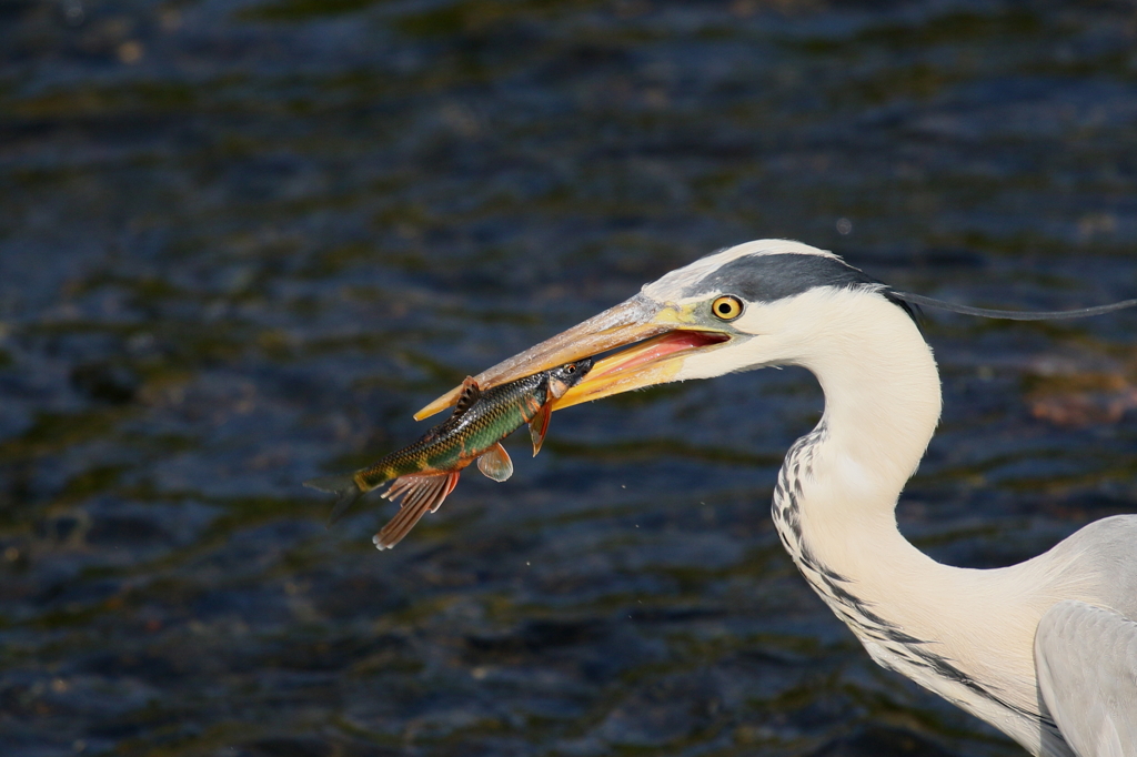 あ～たべられる