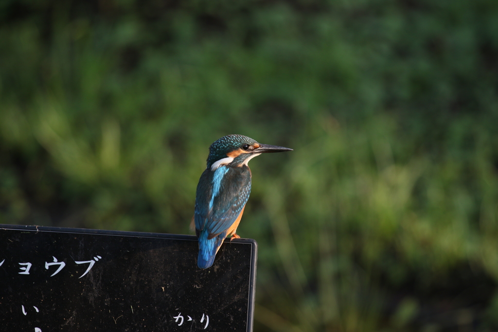 若セミ 近っ！！