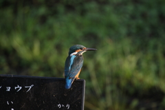 若セミ 近っ！！