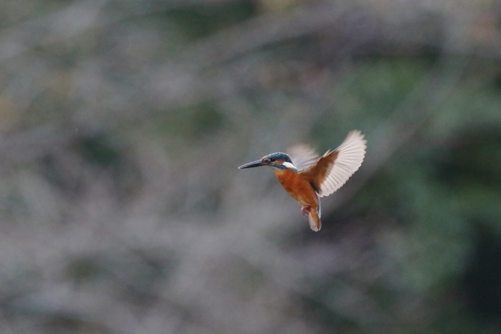 Ｓ面ホバ１－２