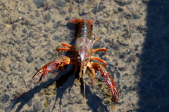 エビラ
