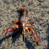 エビラ
