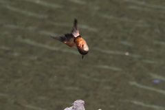 飛び込み