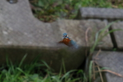 今日のホバの助