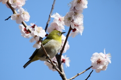 ウメジロ１