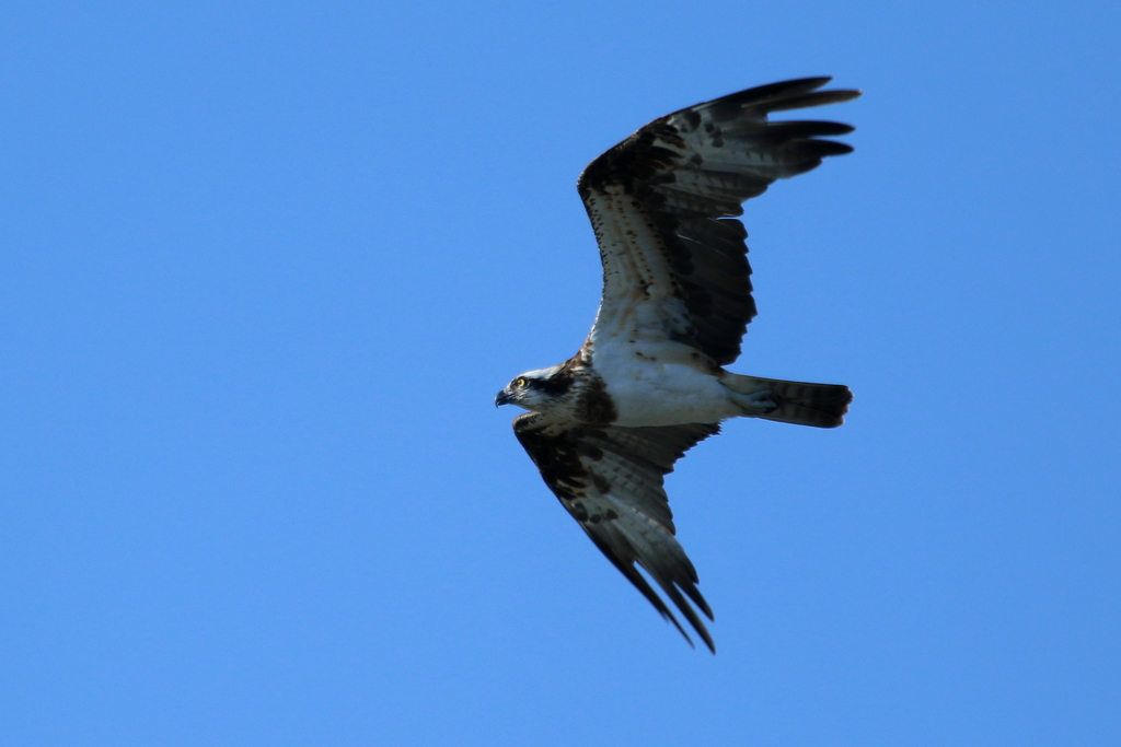 今日のミサゴさん