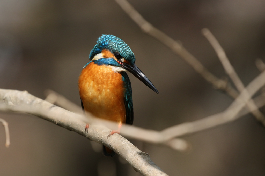 今日のカワセミ君１