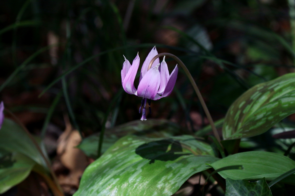 春の花５
