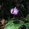 春の花５