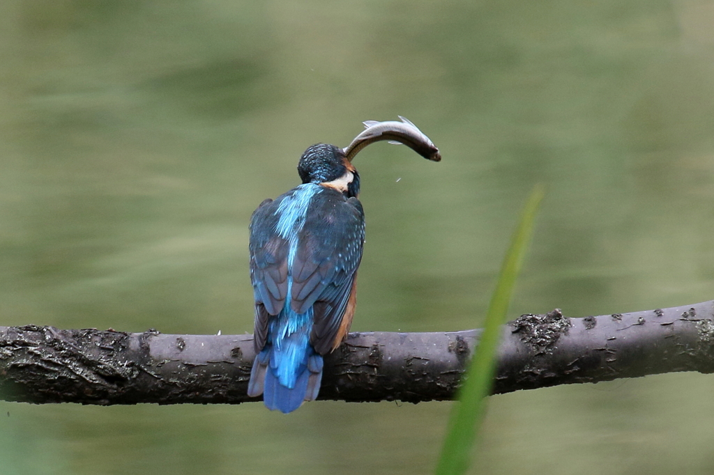 今日のカワ子ちゃん２