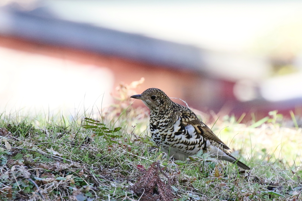 トラツグミさん