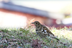 トラツグミさん