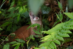 イタチさん
