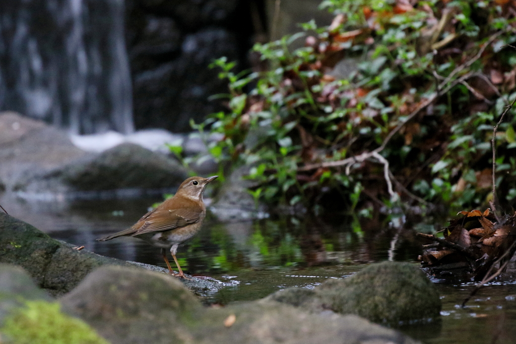 この子何でちょう？（シロ子さん）