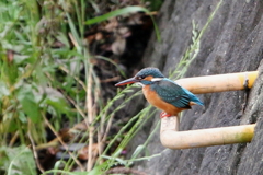 今日のママセミ