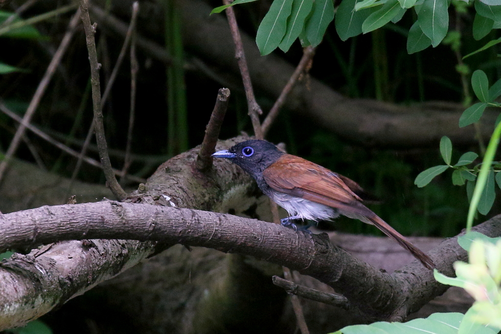 サンコウチョウさん３