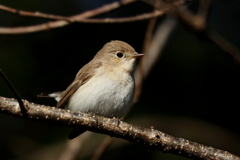 ニシオジロビタキさん4