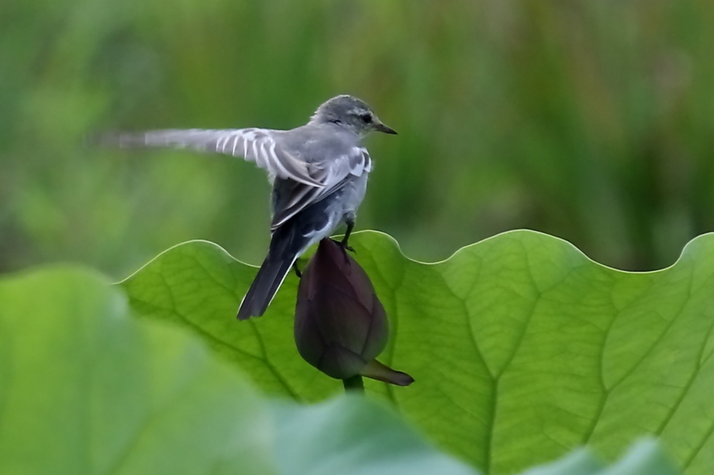 ハクセキレイちび