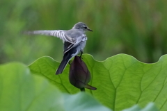ハクセキレイちび