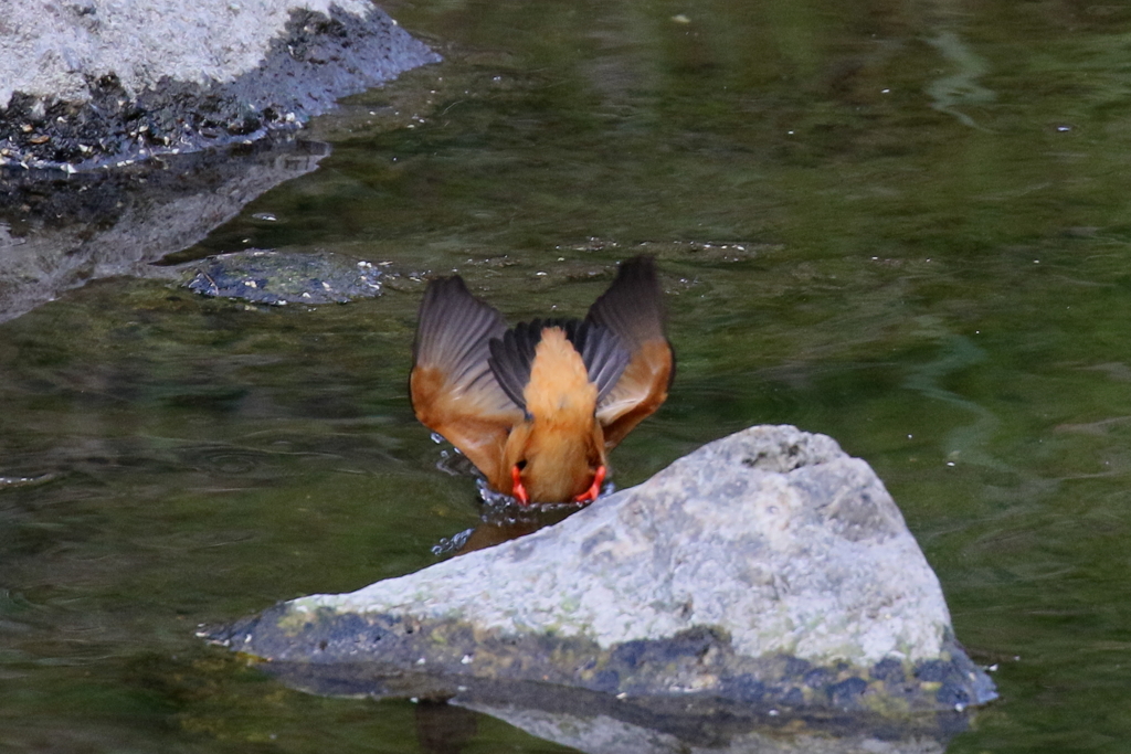 カワとおちゃん水浴び