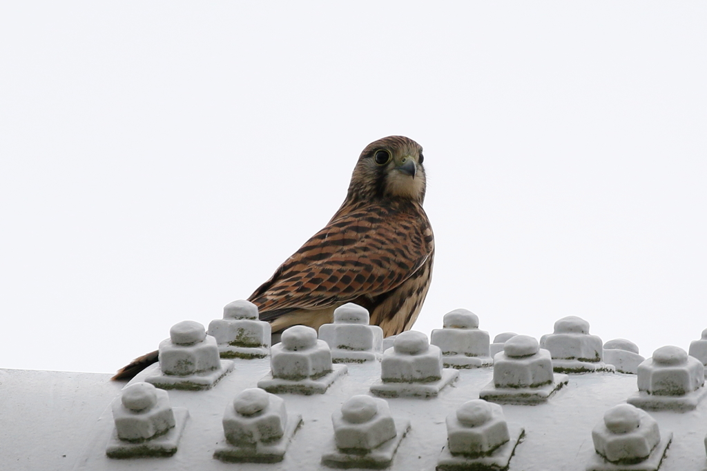 チョウゲンチビ５