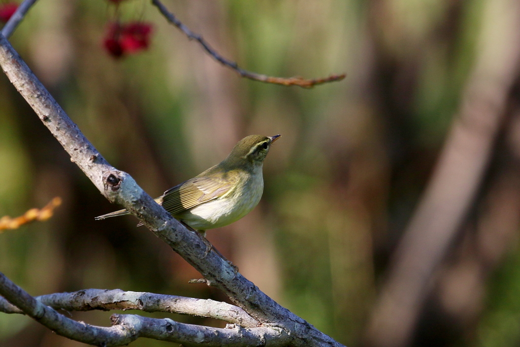 メボソムシクイさん１