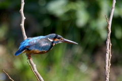 カワ子ちゃん４