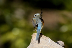 今日のルリ君 ダンス