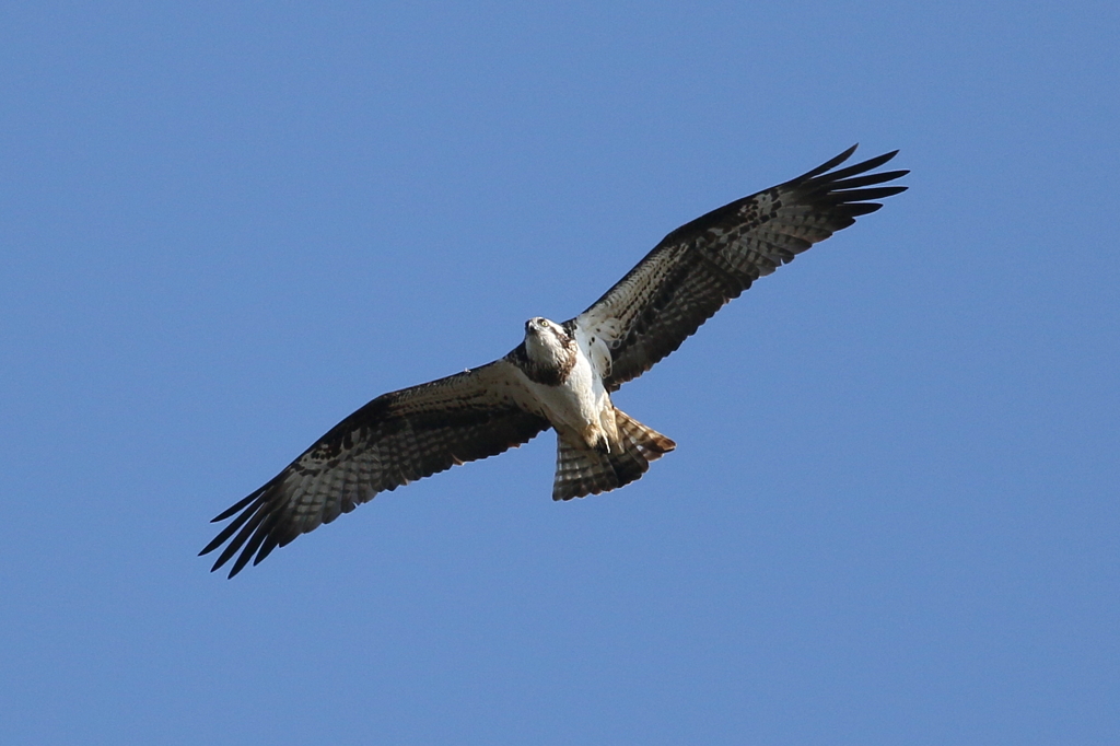 ミサゴとおちゃん