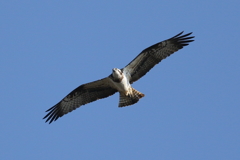 ミサゴとおちゃん