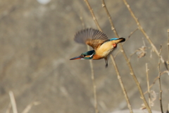 今日のカワ子ちゃん
