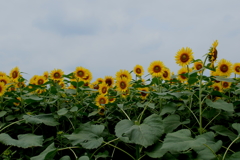 ひまわり