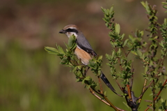 モズ男オケラさがし