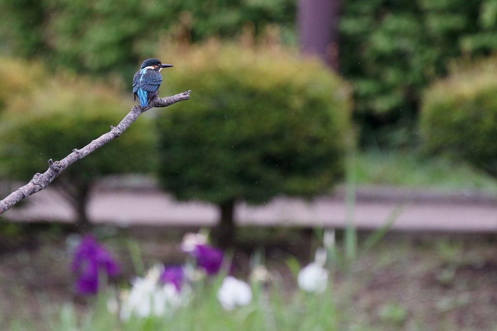 梅雨カワちゃん