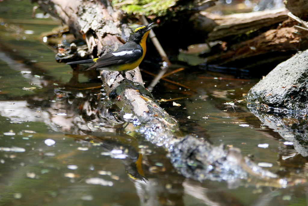 キビタキさん２