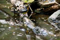 キビタキさん２