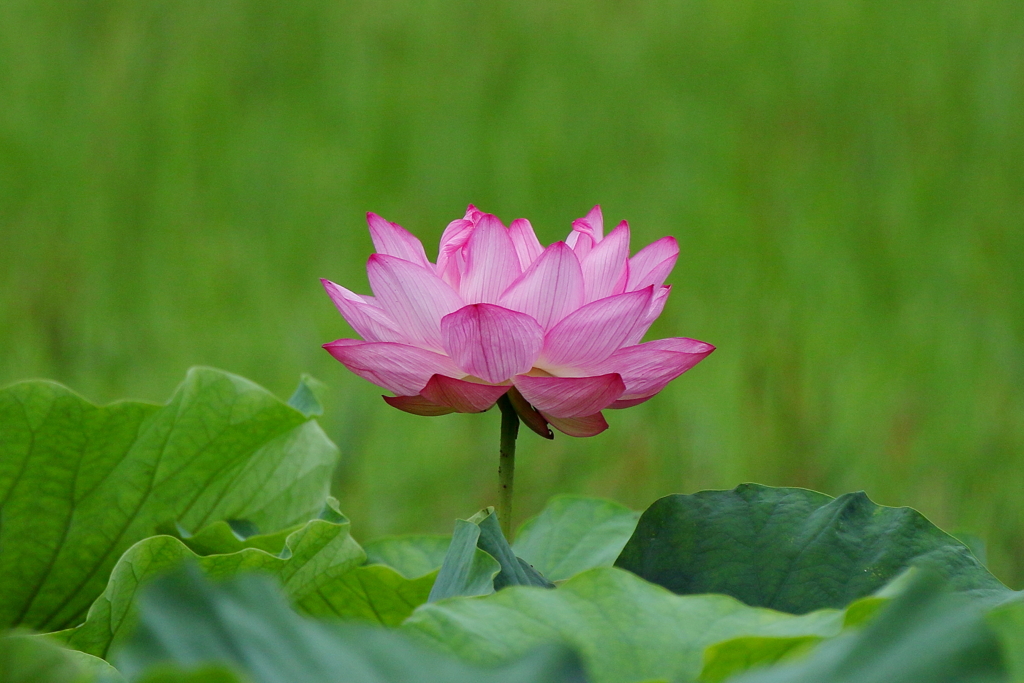 ハスの花