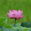 ハスの花