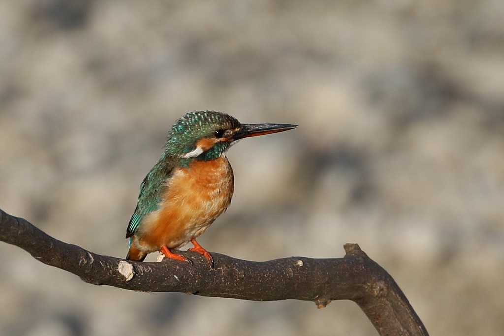 夕焼けカワ子ちゃん