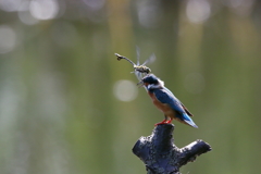 青い止まり木４