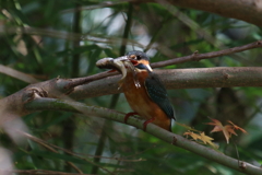 初見 初撮り 二本捕り