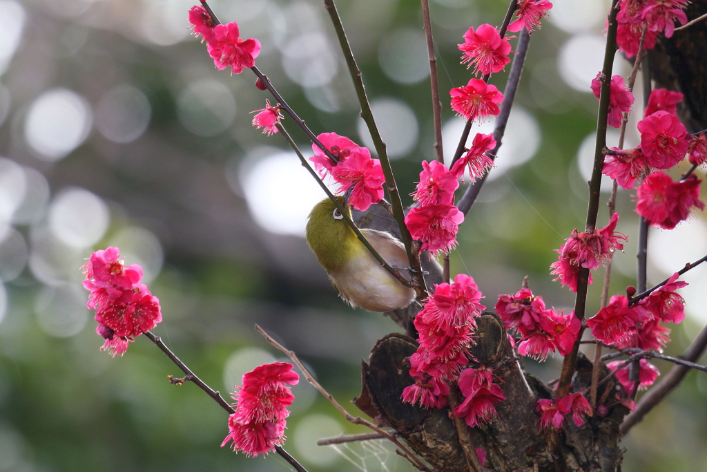 紅梅にメジロさん
