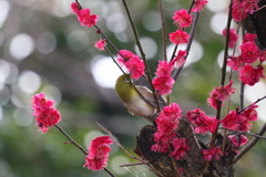 紅梅にメジロさん